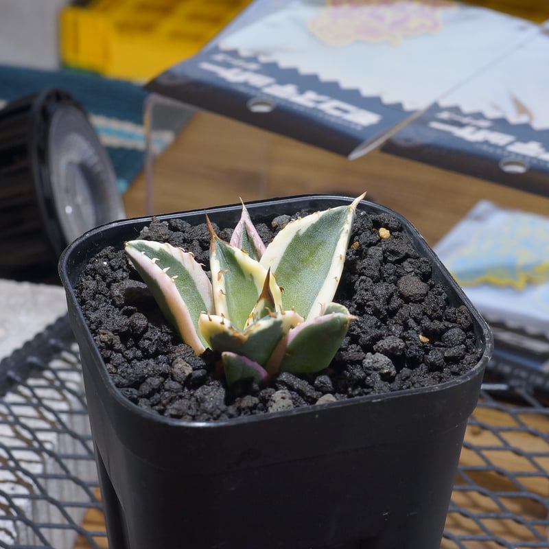 アガベ チタノタ スナグルトゥース 暴牙 /ST-02 | アガベ専門店