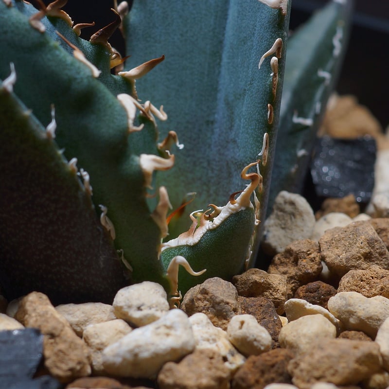 アガベ チタノタ 白鯨 子株 鉢付き（WW-15） | アガベ専門店