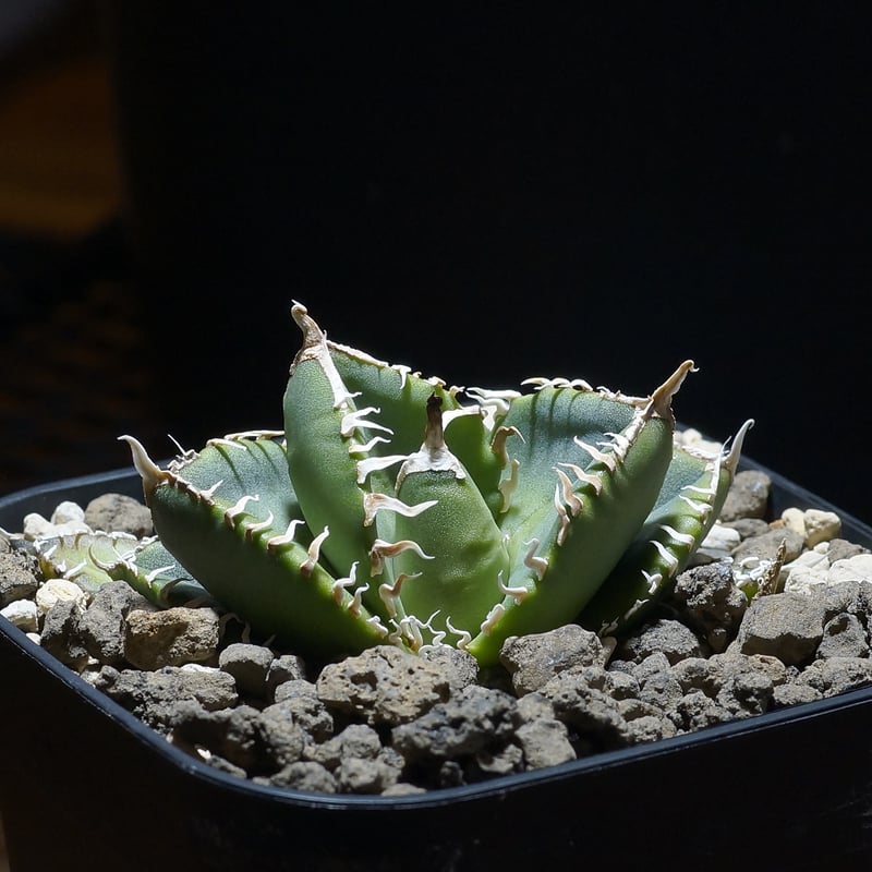 アガベ チタノタ 南アフリカダイヤモンド / SAD-11 | アガベ専門店