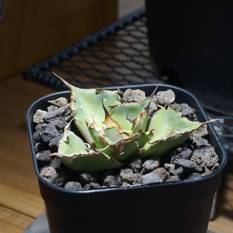 アガベ チタノタ 黒豹/子株 BP-09 | アガベ専門店 モンスターハウス