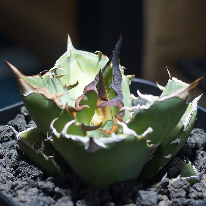 アガベ チタノタ 白犀牛/ wr-03 | アガベ専門店 モンスターハウス