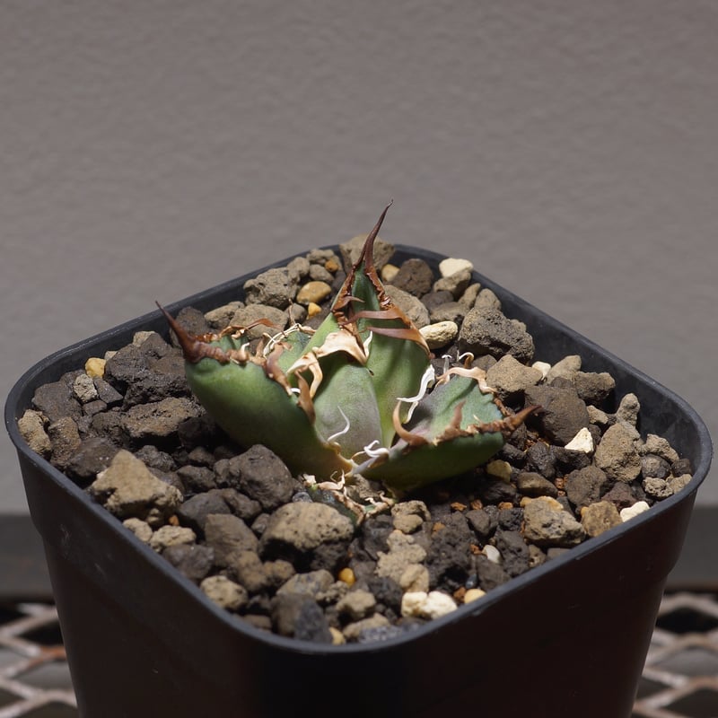 アガベ チタノタ シーザー 凱撒/cae-03 | アガベ専門店 モンスターハウス