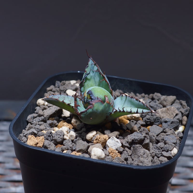 アガベ チタノタ ブラックアンドブルー/bb-22 | アガベ専門店