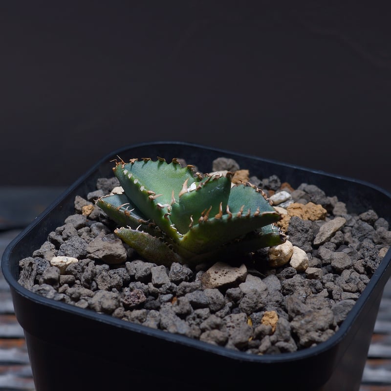 アガベ チタノタ 小雨新白鯨/KNW-03 | アガベ専門店 モンスターハウス