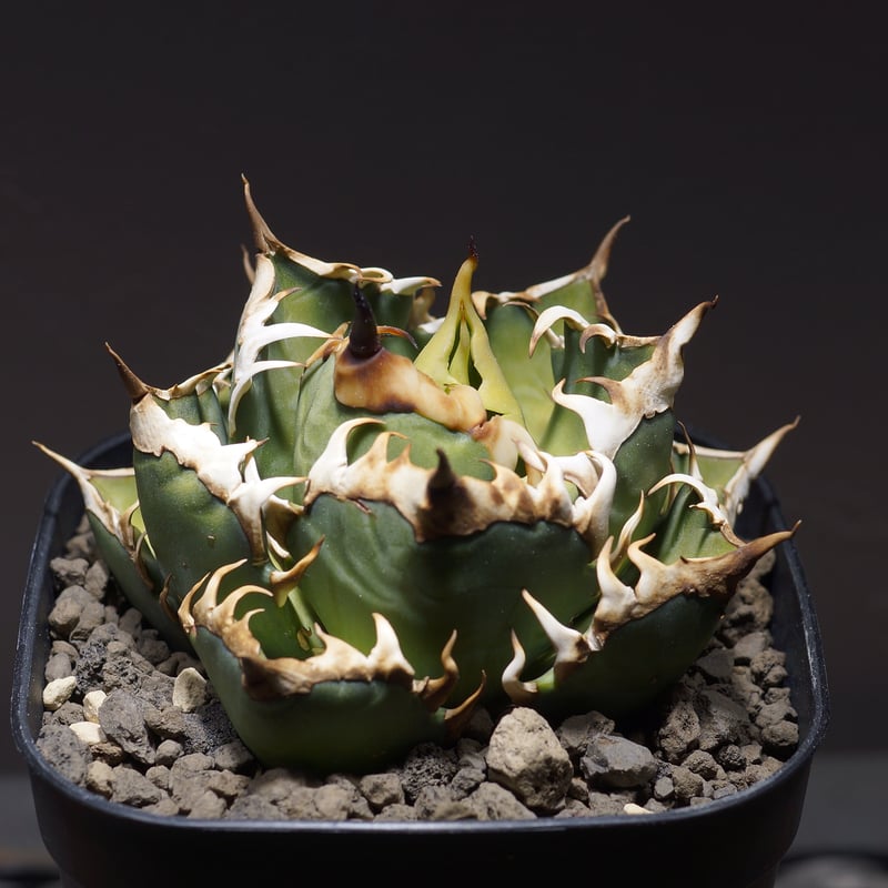 アガベ チタノタ レッドキャットウィーズル RC-06 | アガベ専門店