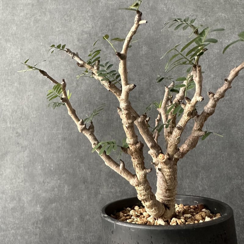 現地球・発根済】センナ メリディオナリスル 鉢付き 塊根植物