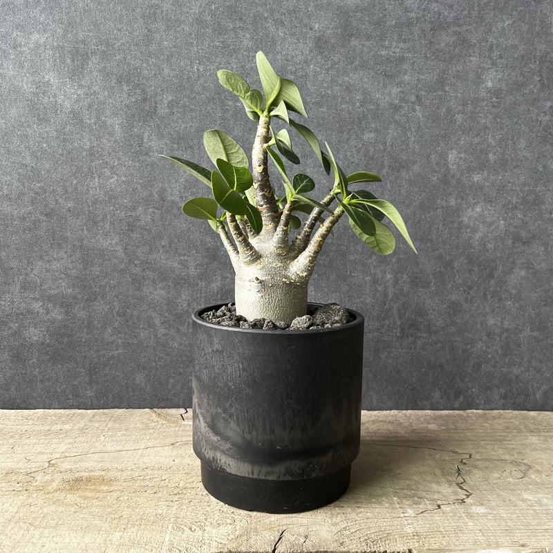 アデニウム・ブラックスキン 塊根植物 コ－デックス 観葉植物 多肉植物