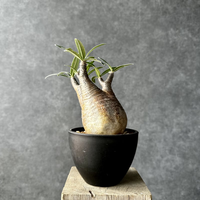 パキポディウム グラキリス【S】現地球/発根済み PGS-1 | Laule'a PLANTS