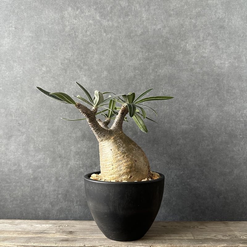 現地球・発根済】パキポディウム グラキリス 鉢付き 塊根植物