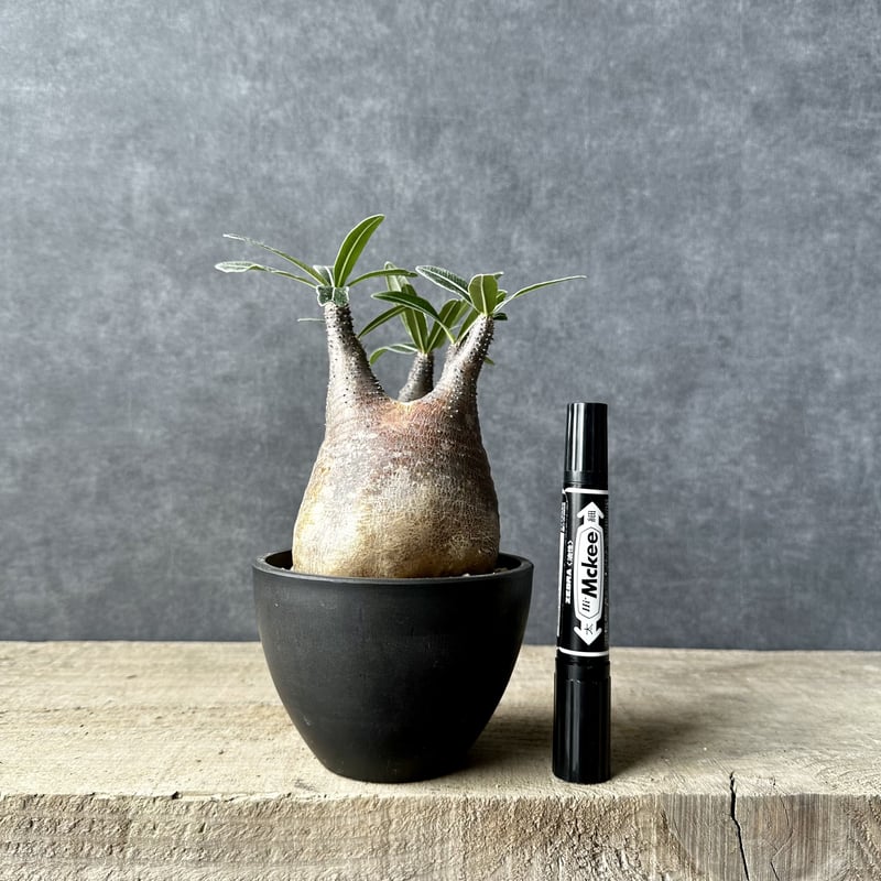 パキポディウム グラキリス【S】現地球/発根済み PGS-1 | Laule'a PLANTS