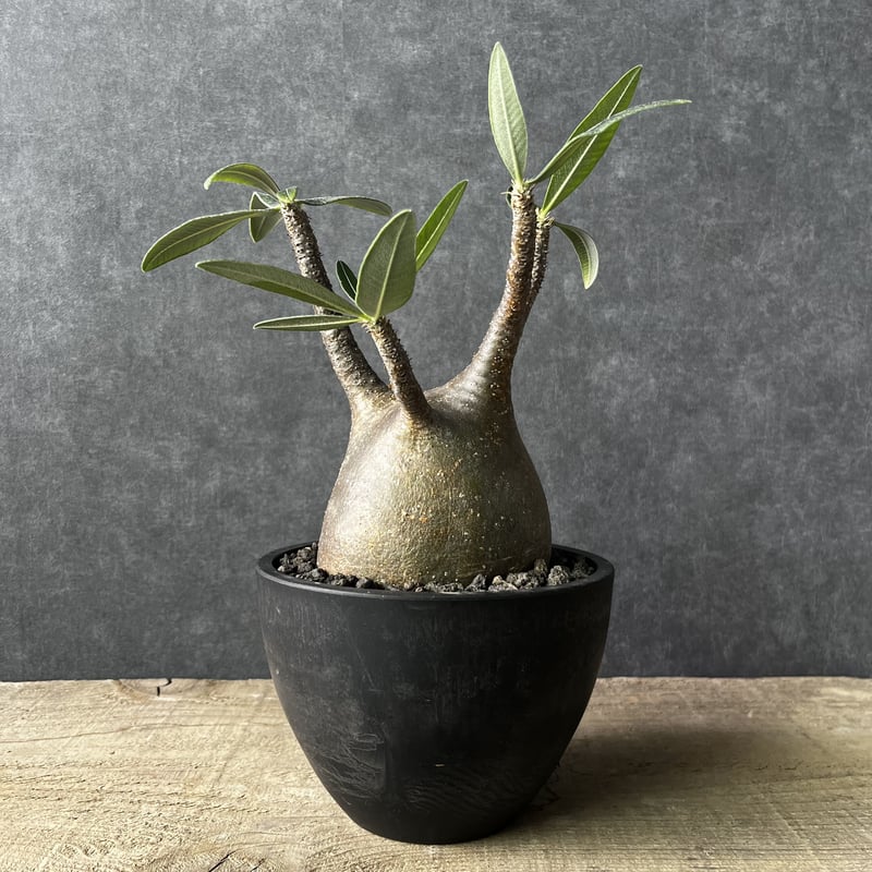 現地球・発根済】パキポディウム グラキリス 鉢付き 塊根植物