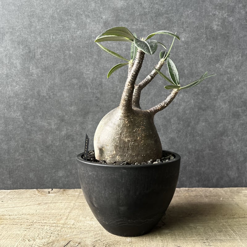 現地球・発根済】パキポディウム グラキリス 鉢付き 塊根植物