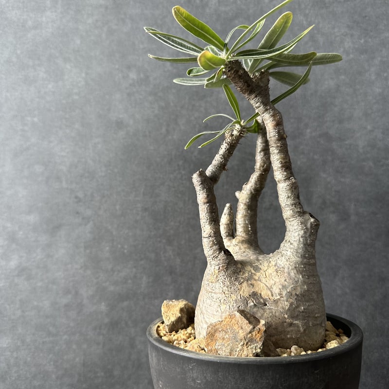 現地球・発根済】パキポディウム グラキリス 鉢付き 塊根植物