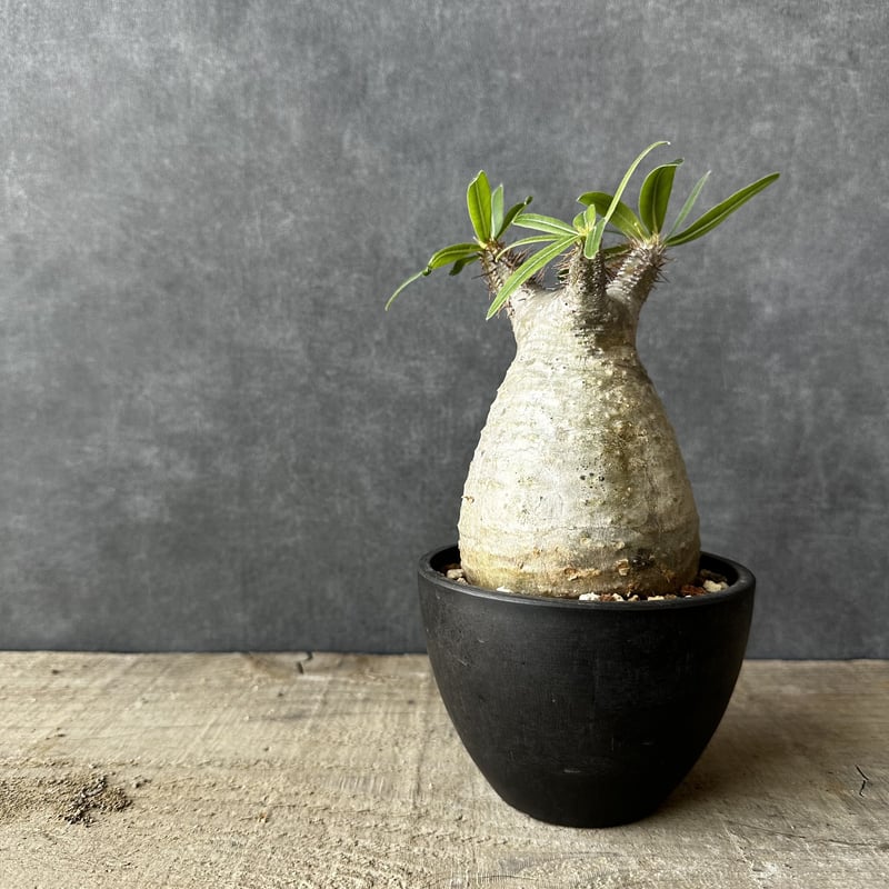 パキポディウム グラキリス【S】現地球/発根済 PGS-9 | Laule'a PLANTS