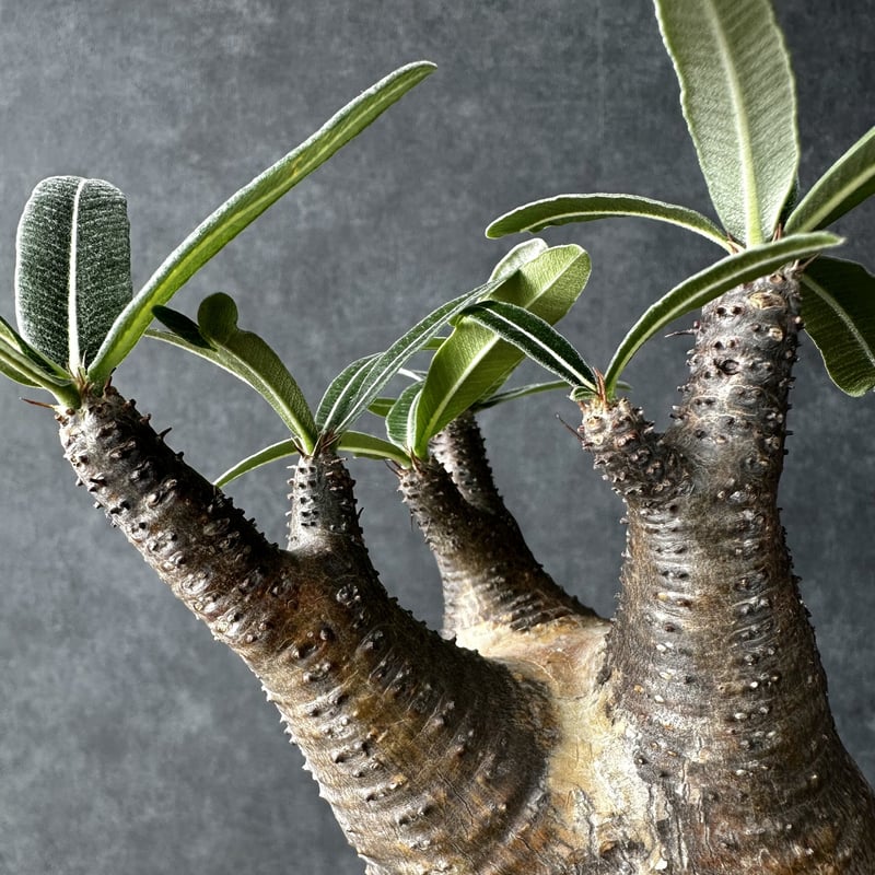 パキポディウム グラキリス【S】現地球/発根済み PGS-1 | Laule'a PLANTS