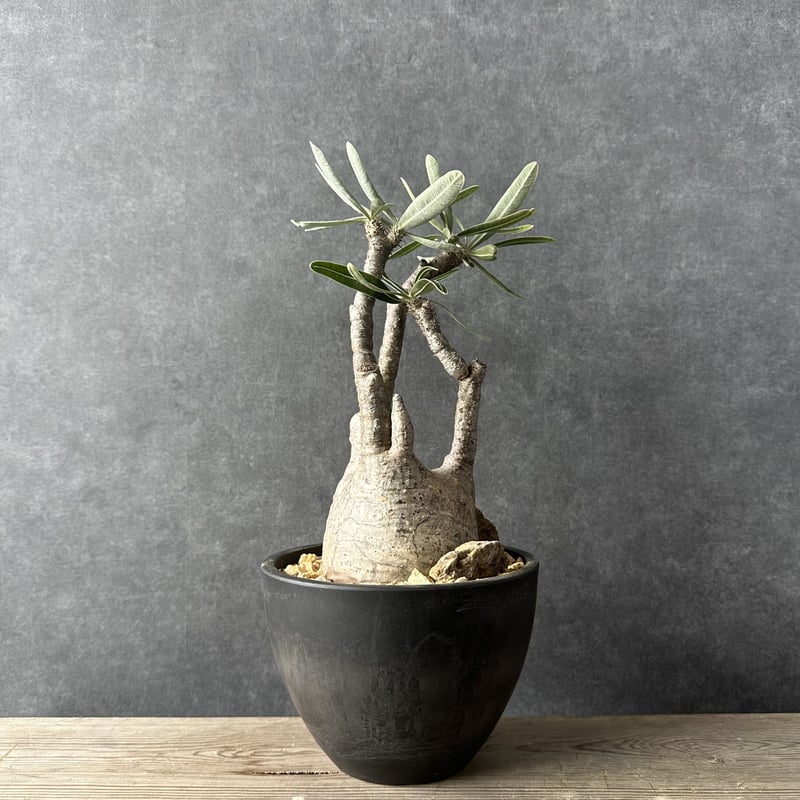 現地球・発根済】パキポディウム グラキリス 鉢付き 塊根植物