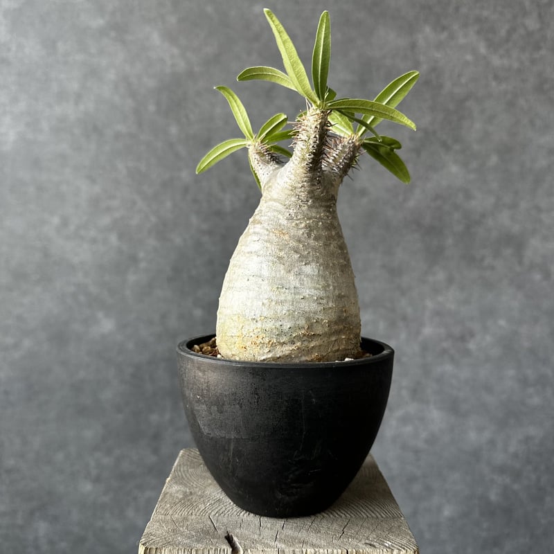 パキポディウム グラキリス【S】現地球/発根済 PGS-9 | Laule'a PLANTS