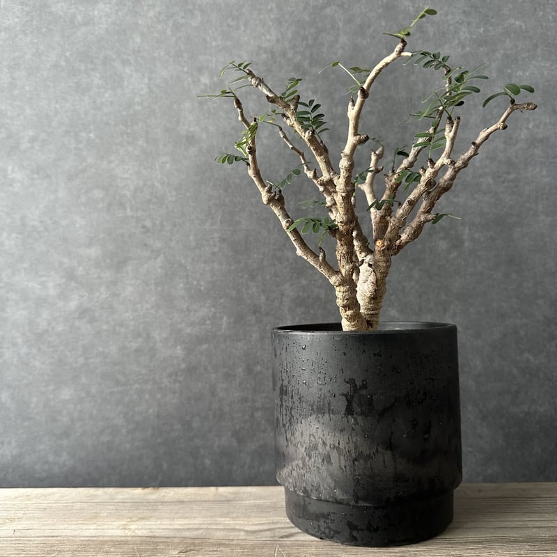 現地球・発根済】センナ メリディオナリスル 鉢付き 塊根植物