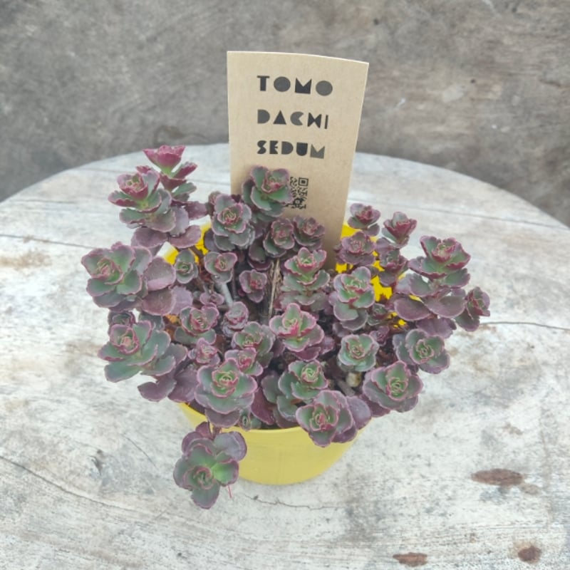 セダム ドラゴンズブラッド | とげとげハウス