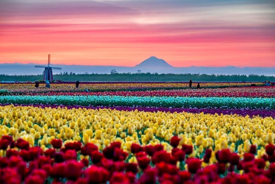 See Acres Of Tulips, Peonies And Lavender At These 2025 Oregon