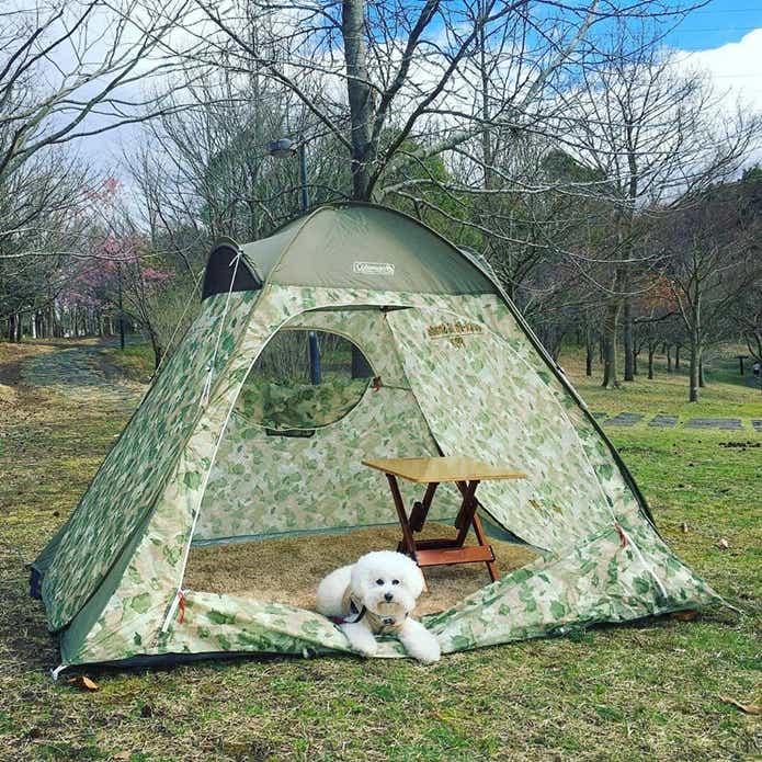 2025年】コールマンのスクリーンシェードおすすめモデル【定番＆最新