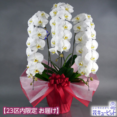 大輪胡蝶蘭 3本立（開花輪36輪以上）赤系ラッピング - 石毛洋蘭園大輪