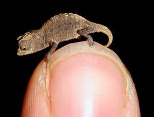 Zoologger: Itsy bitsy teeny weeny chameleons | New Scientist