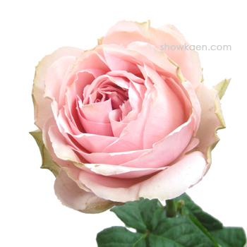 バラ （エレガントドレス） | FLOWER NOTE