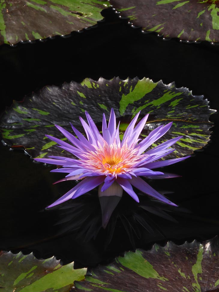 熱帯睡蓮 no.37「フォックス・ファイヤー」〈神代植物公園 大温室 熱帯