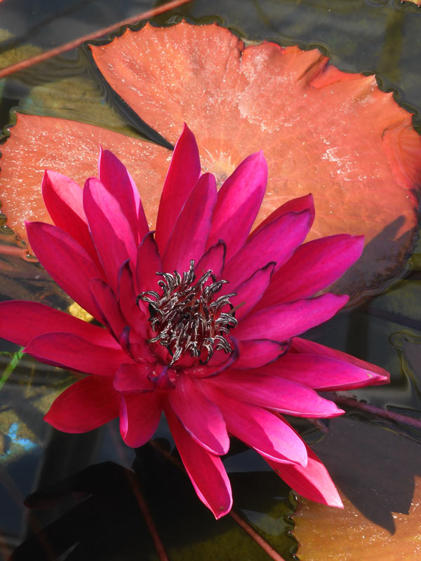 深紅のスイレン！ 熱帯睡蓮 no.59「レッド・フレアー」〈神代植物公園