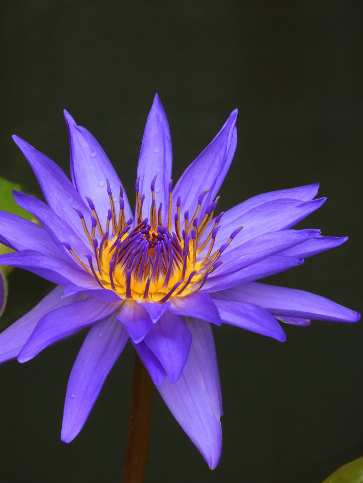 熱帯睡蓮 no.33「ディレクター・G.T.ムーア」〈神代植物公園 大温室