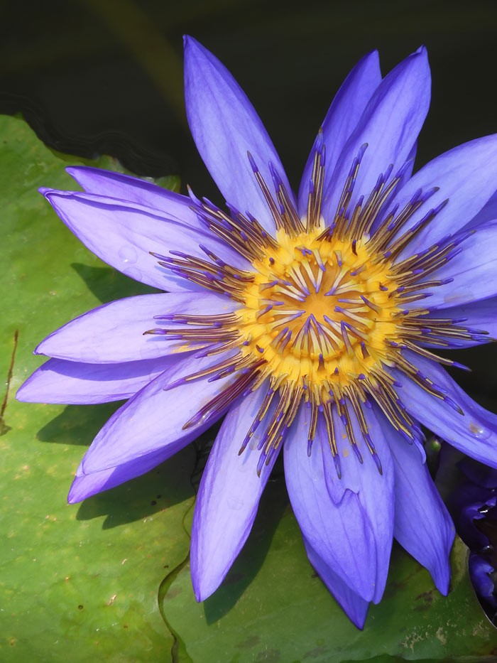 熱帯睡蓮 no.33「ディレクター・G.T.ムーア」〈神代植物公園 大温室