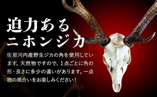 ニホンジカの角 5組 10本 インテリア用品 楽天市場】鹿の角 インテリア