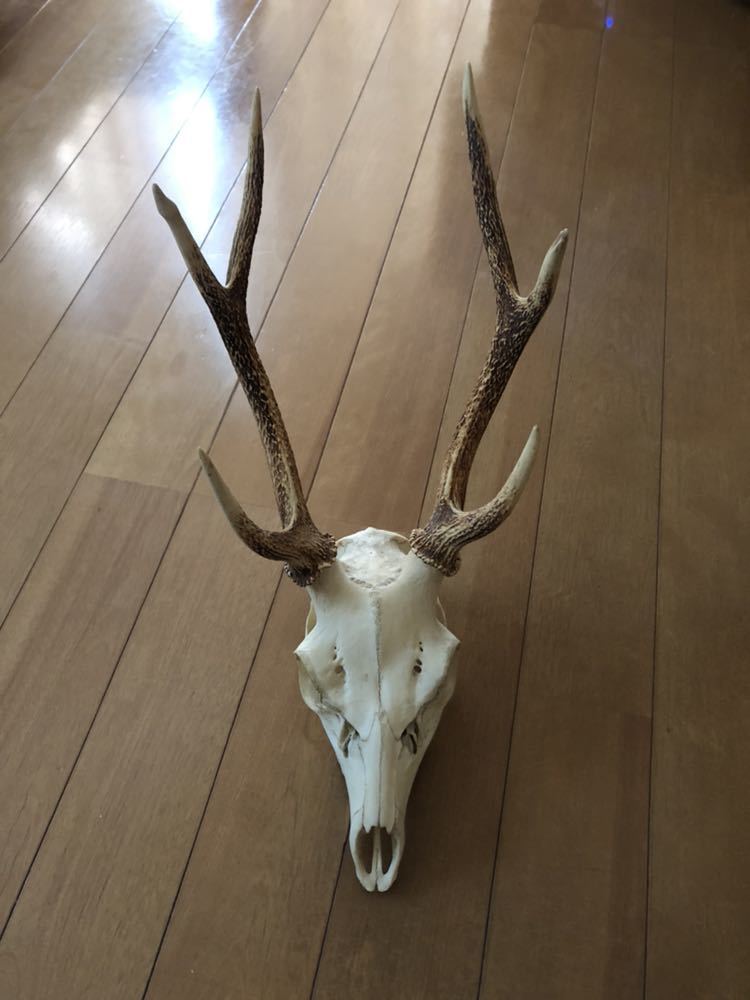 鹿 シカ 頭蓋骨 角 ツノ 標本 スカル 剥製 骨格 蝦夷 エゾジカ