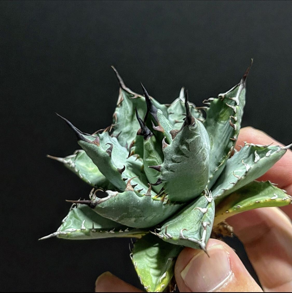 アガベ ハイブリッド ネバデンシス×BB チタノタ オテロイ ロック