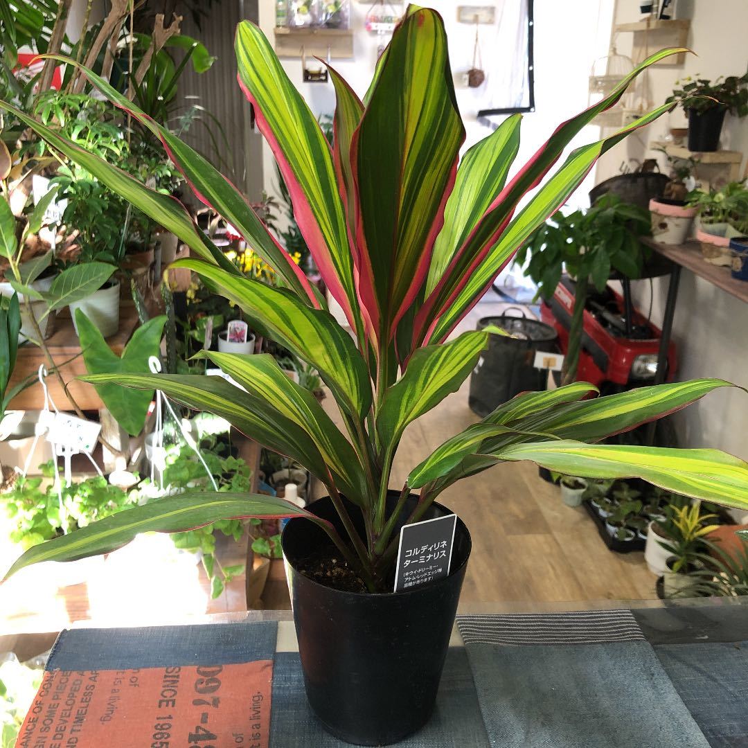 4寸＊コルジリネ キウイ＊観葉植物ターミナリスコルディリネ