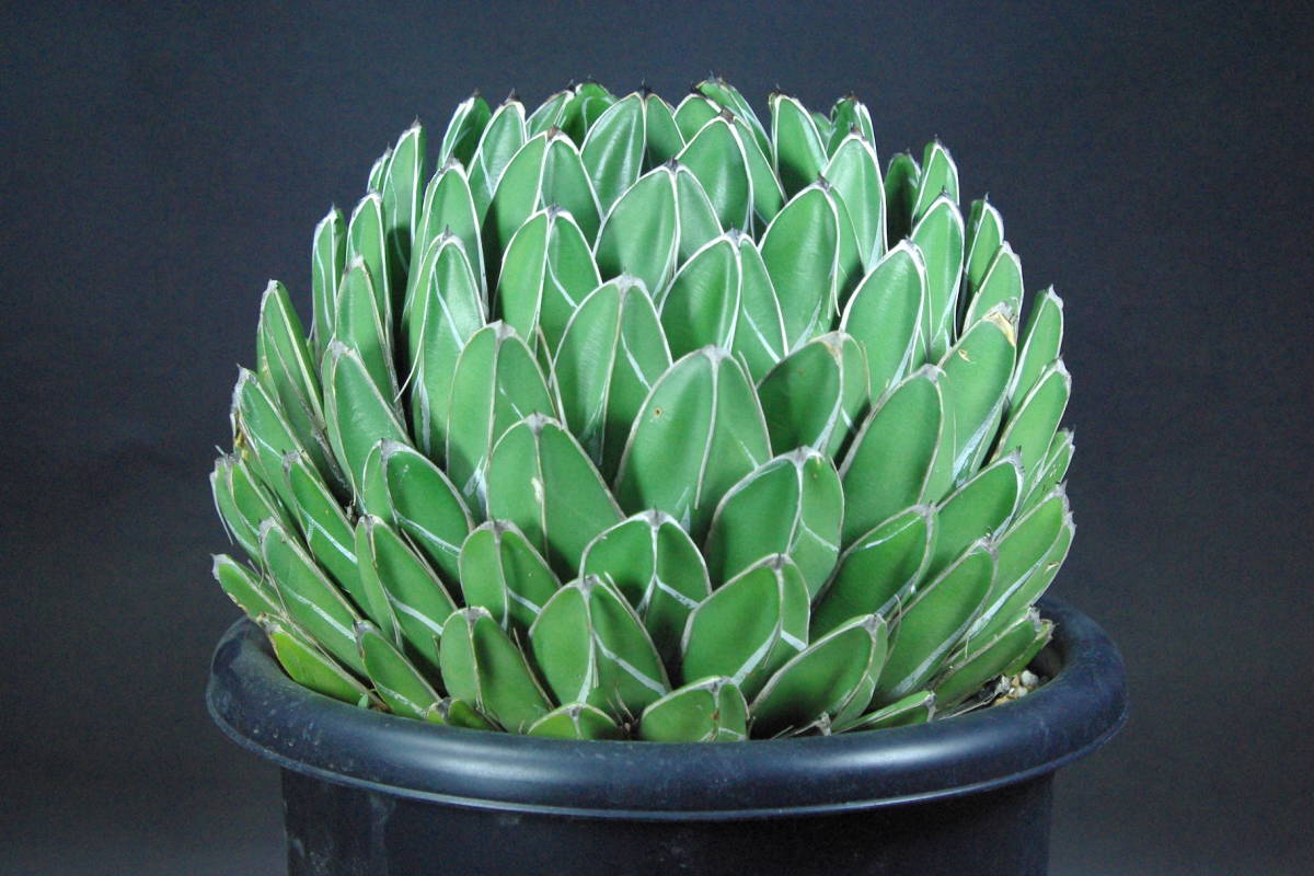 アガベ】達磨 笹の雪 極上大株