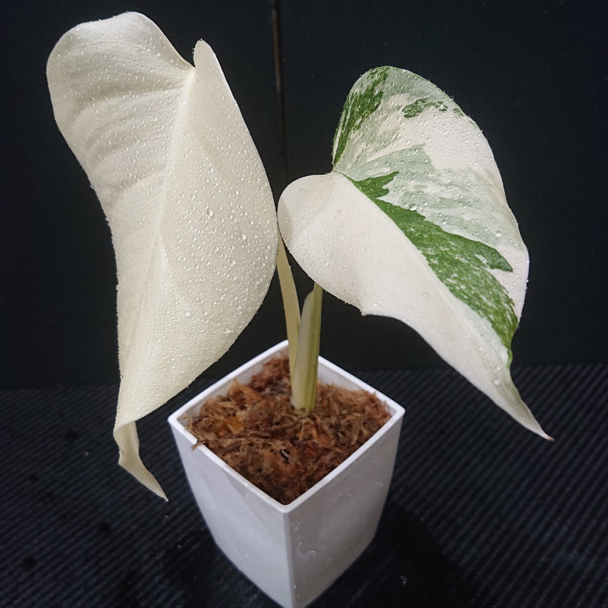 斑入りモンステラホワイトタイガー茎8株おまとめ な*え様 斑入り