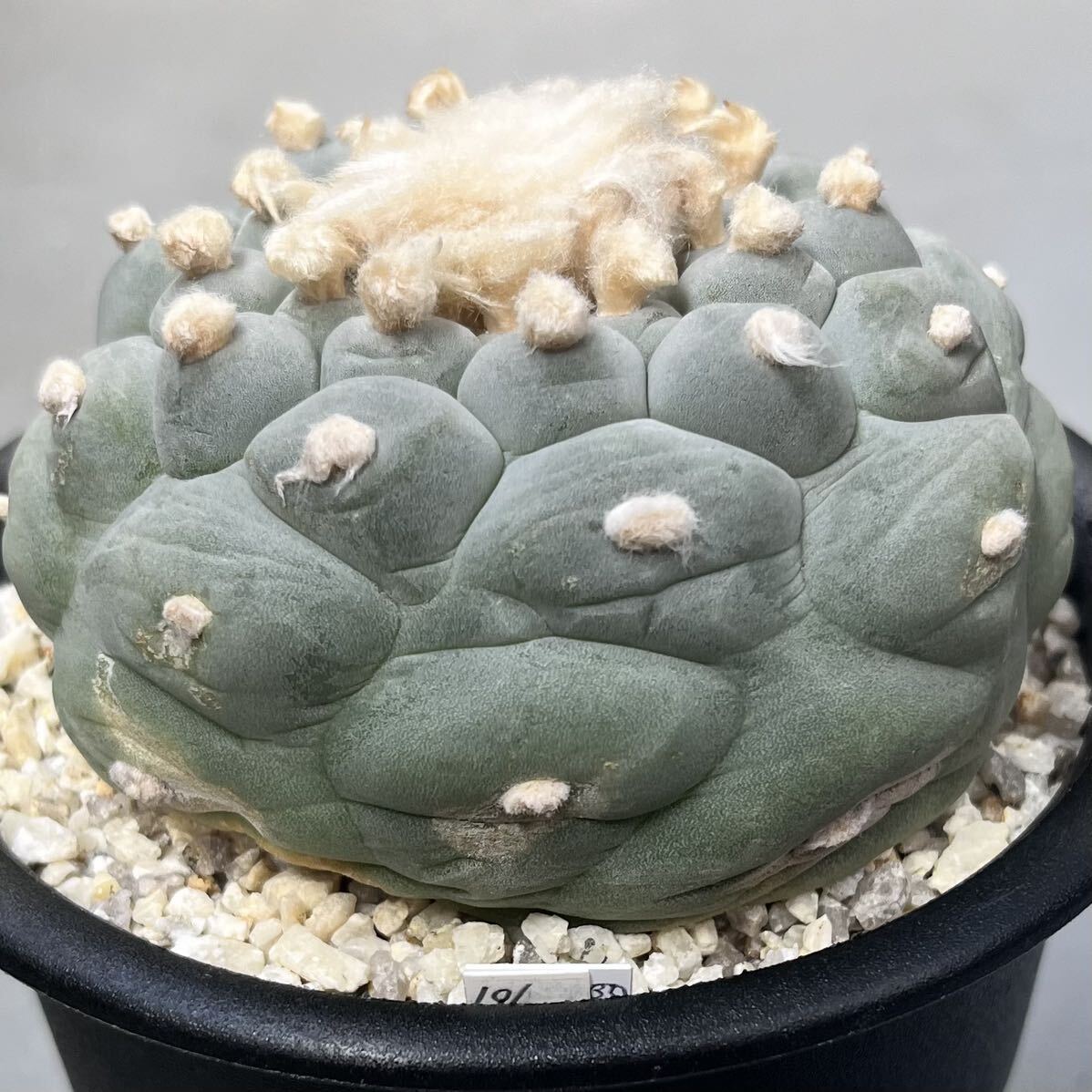 疣銀冠玉 X 疣銀冠玉錦-実生 セット3本 疣銀冠玉 X 疣銀冠玉錦-実生