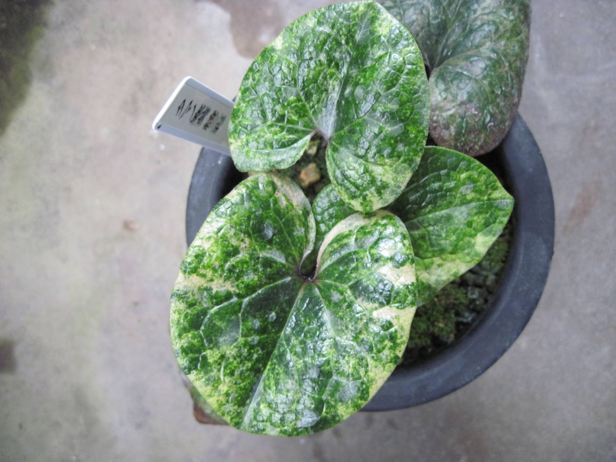 タマノカンアオイ 希少な銘品「多摩の誉」 富貴蘭 山野草 【公式通販】