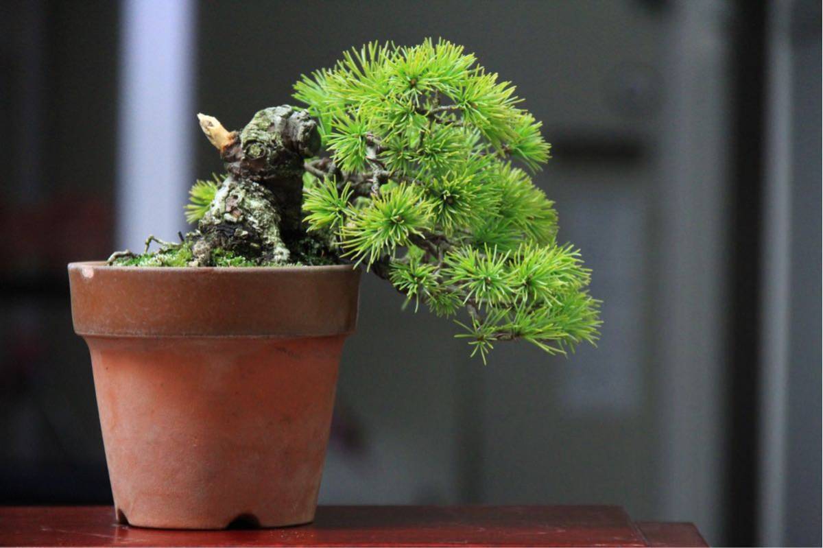 五葉松 吹き流し 半懸崖 株立 五葉松吹き流し半懸崖株立