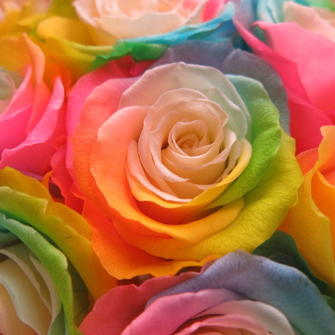 レインボーローズ ピンクバラ プリザーブドフラワー 花束 大輪系20本