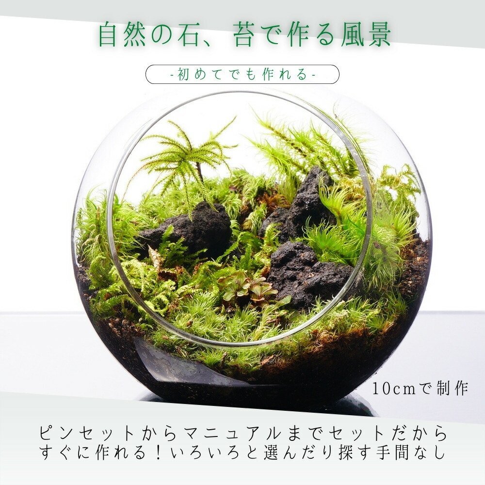 スターターキット】溶岩石 苔テラリウム 作成キット 8-16cm 苔セット