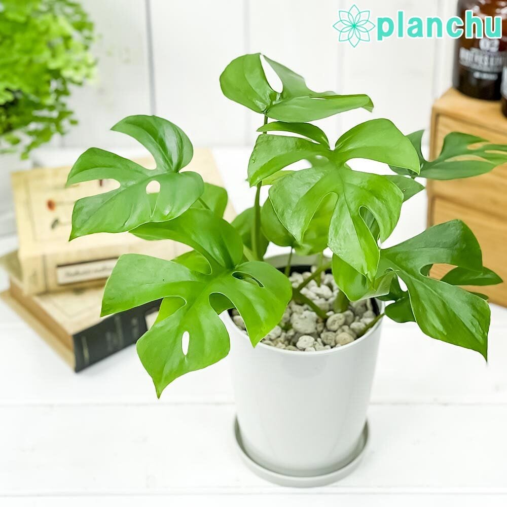 PLANCHU 観葉植物 ヒメモンステラ 4号鉢 受け皿付き 育て方説明書付き
