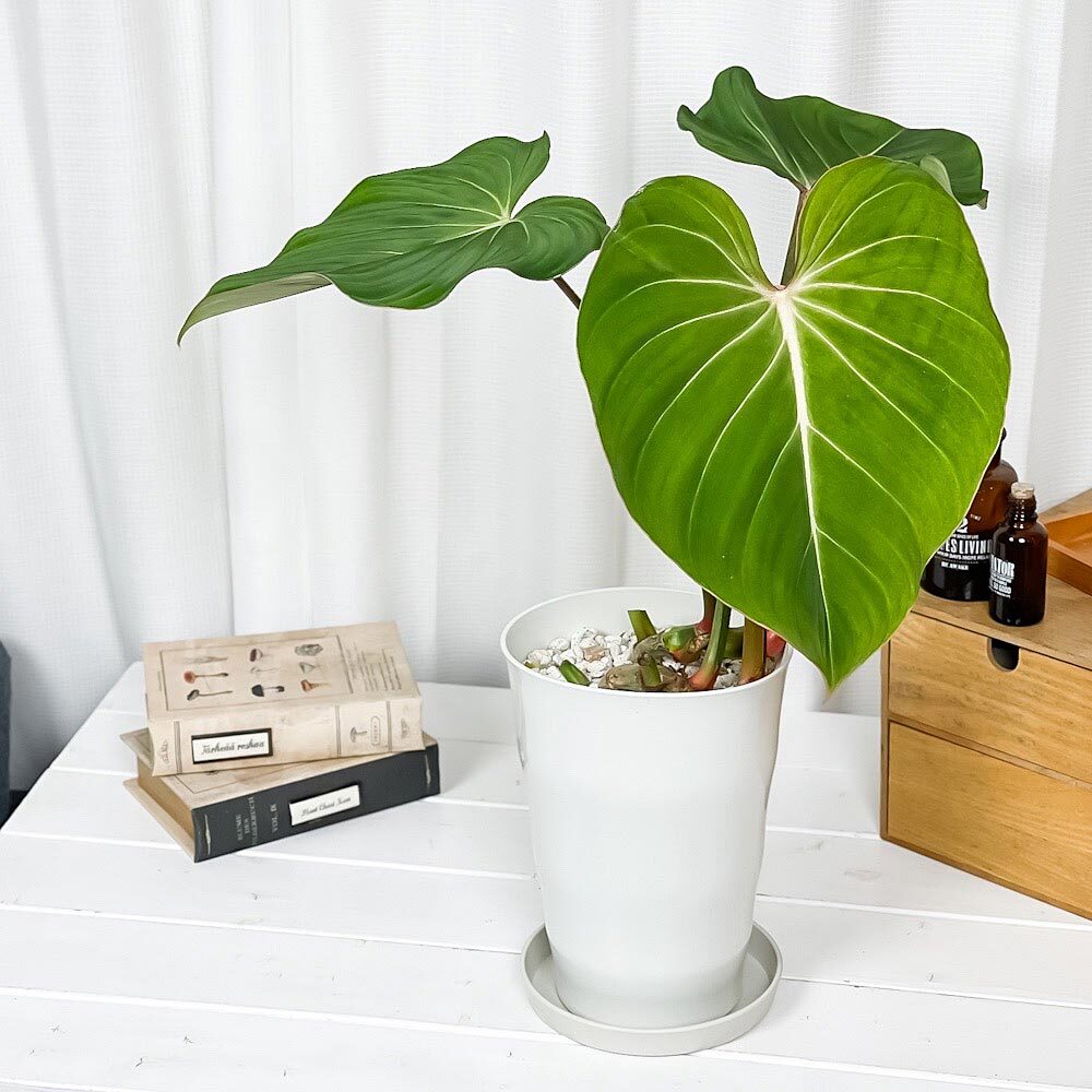 PLANCHU 観葉植物 フィロデンドロン グロリオーサム 6号鉢 受け皿付き