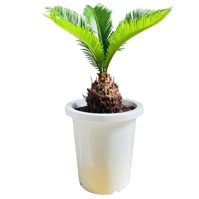 ソテツ 蘇鉄 6号鉢 庭木 記念樹 シンボルツリー 観葉植物 風水 地植え