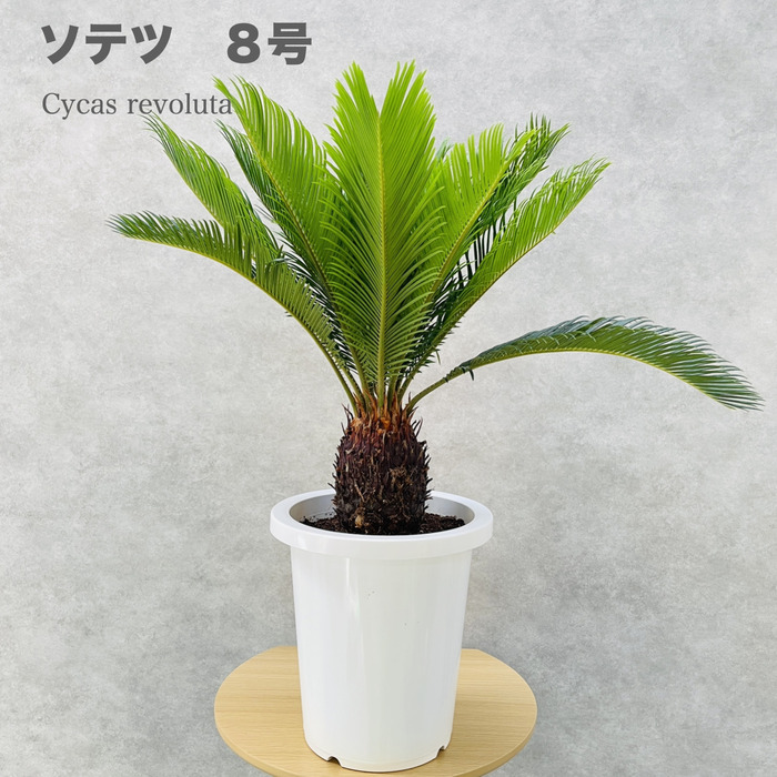 ソテツ 蘇鉄 8号鉢 庭木 記念樹 シンボルツリー 観葉植物 風水 地植え