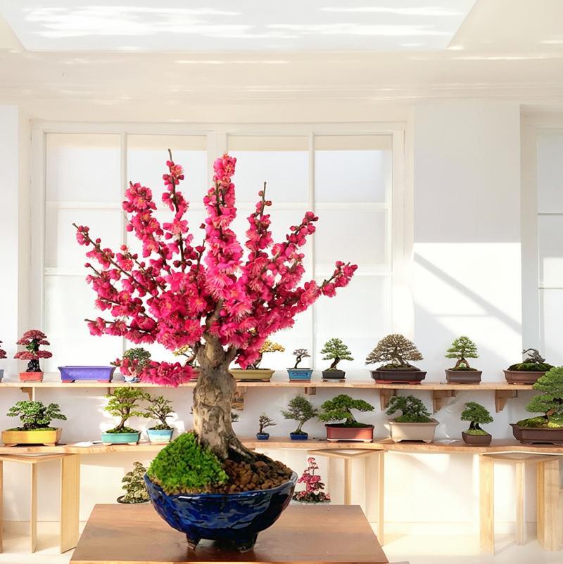 人気ギフト 盆栽 花梅 大盃梅 紅花 オオサカヅキ 育て方ガイド付 日時