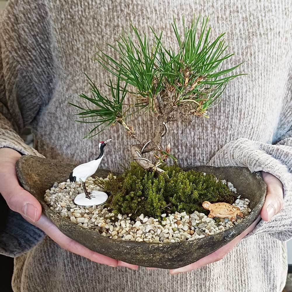 お好きな化粧砂からお選びください。縁起物【黒松盆栽 くらま鉢 鶴亀