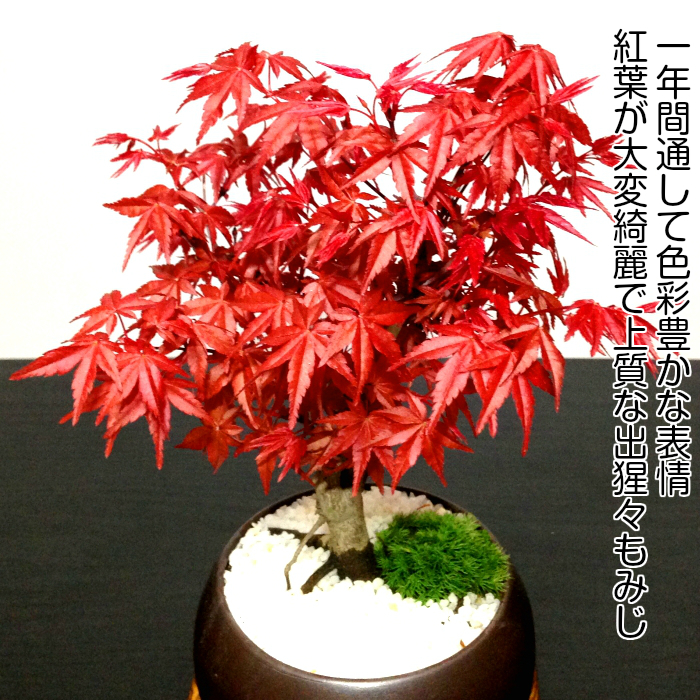 人気ギフト もみじ 盆栽 枝振りの良い樹形 極美葉 出猩々もみじ ミニ